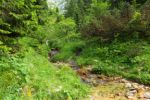 2014-07-05_Laengental-N-Hochweg (541). JPG